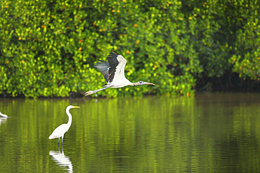 Wood Stork (Mycteria Americana) in flight, Sanibel Island, J.N. Ding Darling National Wildlife Refuge, Florida, USA