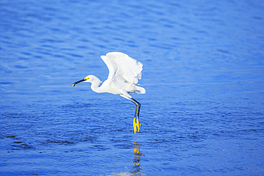Snowy Egret (Egretta thula) starting flight, Sanibel Island, J.N. Ding Darling National Wildlife Refuge Florida, USA