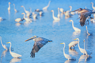 Brown pelicans (Pelecanus occidentalis) in flight, Sanibel Island, J.N. Ding Darling National Wildlife Refuge Florida, USA