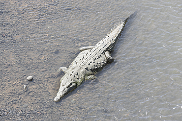 American Crocodile (Crocodylus acutus) bathing, Tarcoles river, Jaco, Costa Rica