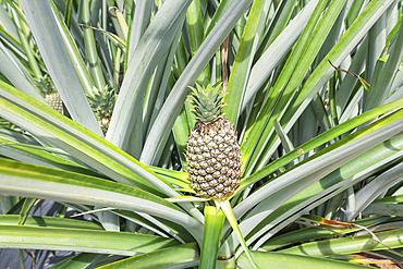 Pineapple plantation, Sarapiqui, Costa Rica, Central America