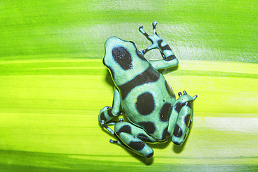 Green and Black poison dart frog,(Dendrobates auratus), Costa Rica, Central America,