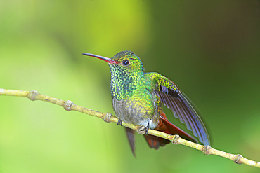 Rufous-tailed hummingbird (Amazilia tzacatl) on branch, Sarapiqui, Costa Rica, Central America