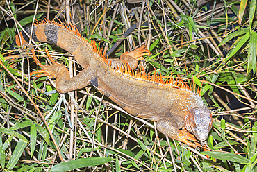 Green Iguana (Iguana Iguana), La Fortuna, Costa Rica, Central America
