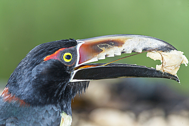 Collared Aracari (Pteroglossus torquatus) eating, Sarapiqui, Costa Rica, Central America