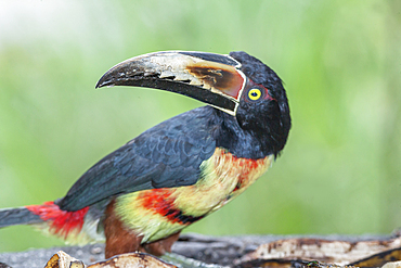 Collared Aracari (Pteroglossus torquatus), Costa Rica, Central America