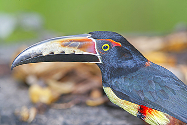 Collared Aracari (Pteroglossus torquatus), Costa Rica, Central America