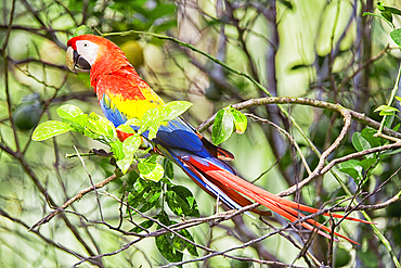 Scarlet Macaw (Ara macao) perching on a tree, Corcovado National Park, Osa Peninsula, Costa Rica