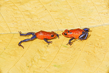 Blue jeans dart frogs (Dendrobates pumilio) on a leaf, Costa Rica, Central America,