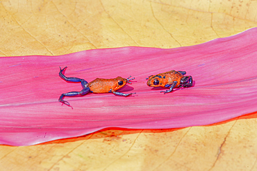 Blue jeans dart frogs (Dendrobates pumilio) on a leaf, Costa Rica, Central America,
