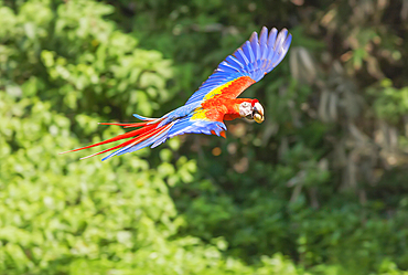 Scarlet Macaw (Ara macao) in flight, Corcovado National Park, Osa Peninsula, Costa Rica