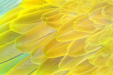 Military macaw (Ara militaris) feathers, close-up, Costa Rica, Central America