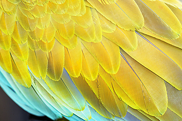 Military macaw (Ara militaris) feathers, close-up, Costa Rica, Central America