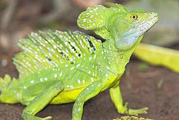 Plumed Basilisk (Basiliscus plumifrons) walking in rainforest, Costa Rica, Central America