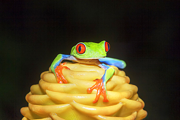 Red eyed tree frog (Agalychins callydrias) on yellow flower, Costa Rica