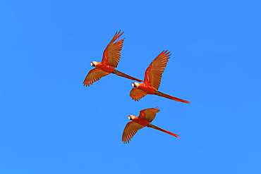 Scarlet Macaws (Ara macao) in flight, Osa Peninsula, Corcovado N.P, Costa Rica