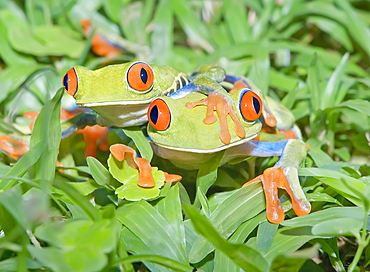 Red-eyed Tree frogs (Agalychins callydrias) together, Costa Rica