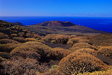 Plants and a volcano cone viewed from La Dehesa, with Atlantic Ocean in the background, El Hierro, Canary Islands, Spain, Europe