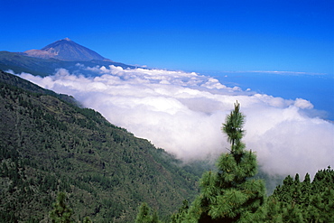 Mount Teide and pine trees, Teide National Park, Tenerife, Canary Islands, Spain, Atlantic, Europe