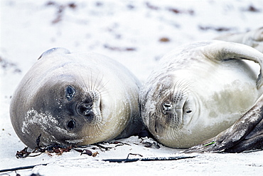 Elephant seals on a beach, Saunders Island, Falkland Islands, South Atlantic, South America