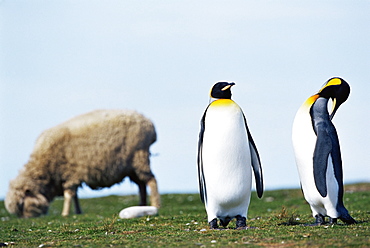 King penguins (Aptenodytes patagonicus) sharing their territory with a sheep, Volunteer Point, East Falkland, Falkland Islands, South Atlantic, South America