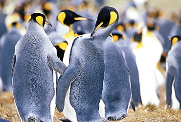 King penguins (Aptenodytes patagonicus), Volunteer Point, East Falkland, Falkland Islands, South Atlantic, South America