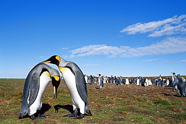 King penguins (Aptenodytes patagonicus) in mating ritual, Volunteer Point, East Falkland, Falkland Islands, South Atlantic, South America