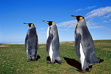 King penguins (Aptenodytes patagonicus), Volunteer Point, East Falkland, Falkland Islands, South Atlantic, South America