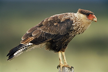 A Southern caracara, Torres del Paine National Park, Patagonia, Chile, South America