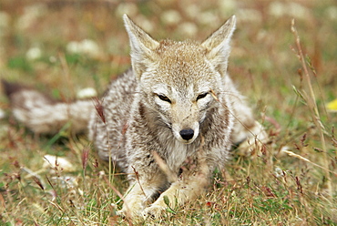 Patagonian grey fox (Dusicyon griseus griseus), Torres del Paine National Park, Patagonia, Chile, South America