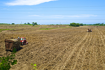 Planting sugar-cane seed cuttings, Artemisa Province, Cuba, West Indies, Caribbean, Central America