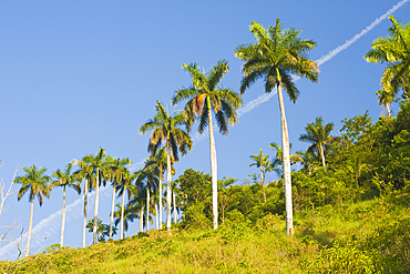 Las Terrazas, Sierra del Rosario Biosphere Reserve, Artemisa Province, Cuba, West Indies, Caribbean, Central America