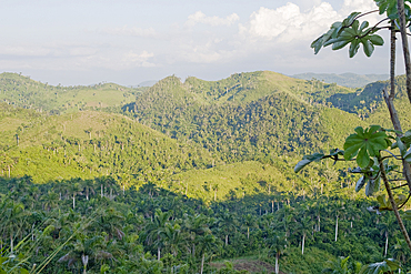 Sierra del Rosario Biosphere Reserve, Artemisa Province, Cuba, West Indies, Caribbean, Central America