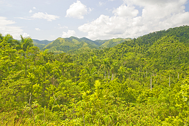 Sierra del Rosario Biosphere Reserve, Artemisa Province, Cuba, West Indies, Caribbean, Central America