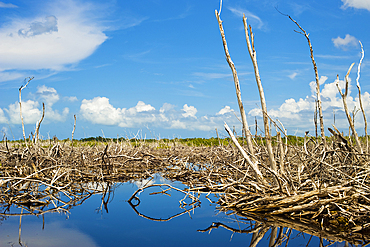 Inland lagoon, Cabo San Antonio, Guanahacabibes Peninsula National Park and Biosphere Reserve, Pinar del Rio, Cuba, West Indies, Caribbean, Central America