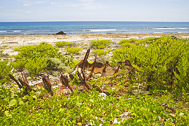 Playa La Barca, Cabo San Antonio, Guanahacabibes Peninsula National Park and Biosphere Reserve, Pinar del Rio, Cuba, West Indies, Caribbean, Central America