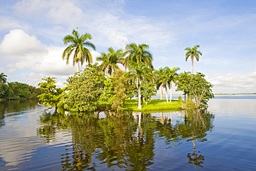 Islet in Treasure Lagoon, Guama, in the Zapata swamplands, Matanzas Province, Cuba, West Indies, Caribbean, Central America