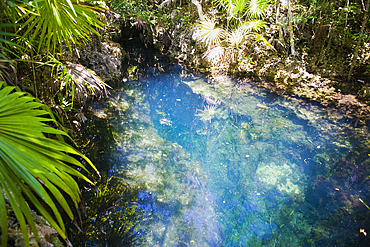 Looking down into the Los Peces fresh water cave near Playa Giron, Matanzas Province, Cuba, West Indies, Caribbean, Central America