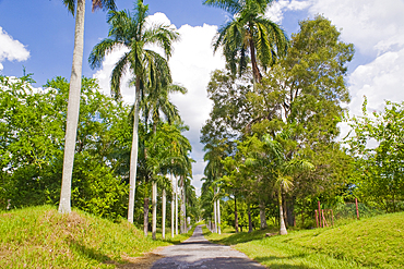 Avenue leading into Cienfuegos Botanical Gardens, Cienfuegos Province, Cuba, West Indies, Caribbean, Central America