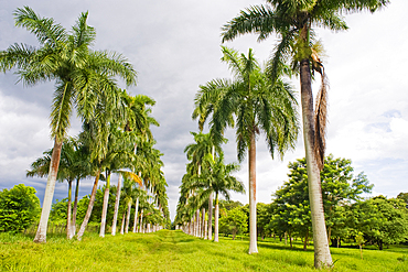 Inside Cienfuegos Botanical Gardens, Cienfuegos Province, Cuba, West Indies, Caribbean, Central America