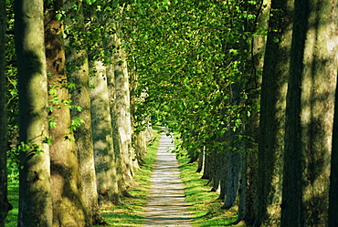 Avenue of plane trees, planted 1809, Canal du Midi, Seuil de Naurouze, Languedoc-Roussillon, France, Europe