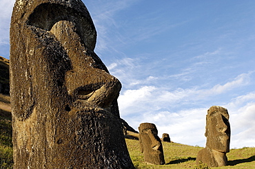 Moai in the Rano Raraku volcanic crater formed of consolidated ash (tuf), Easter Island, UNESCO World Heritage Site, Chile, South America