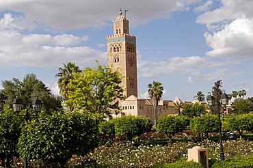 The Koutoubia minaret rises up from the heart of the old medina next to a mosque of the same name, Marrakesh. Morocco, North Africa, Africa