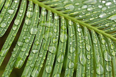 Tropical plant covered with dew by the Mekong River, Laos, Indochina, Southeast Asia, Asia