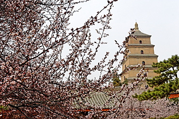 Great Wild Goose Pagoda (Dayanta), built in the Tang Dynasty in the 7th century, Xian, Shaanxi, China, Asia
