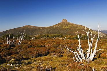 View of Mount Pelion East, 1433m, from  Mount Ossa, on the overland track in Cradle Mountain Lake St. Clair National Park, part of Tasmanian Wilderness, UNESCO World Heritage Site, Tasmania, Australia, Pacific