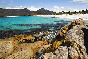 Seaweed and lichen covered rock on Wineglass Bay, Coles Bay, Freycinet Peninsula, Freycinet National Park,Tasmania, Australia, Pacific