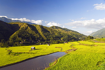 Rice terraces in Luplula Village, Tinglayan Town, The Cordillera Mountains, Kalinga Province, Luzon Island, Philippines, Southeast Asia, Asia