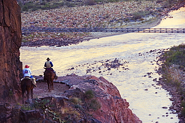 Mules taking tourists along the Colorado River Trail, Grand Canyon, Arizona, United States of America, North America