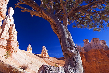 A gnarled tree trunk among the colourful pinnacles and hoodoos on the Peekaboo Trail in Bryce Canyon National Park, Utah, United States of America, North America